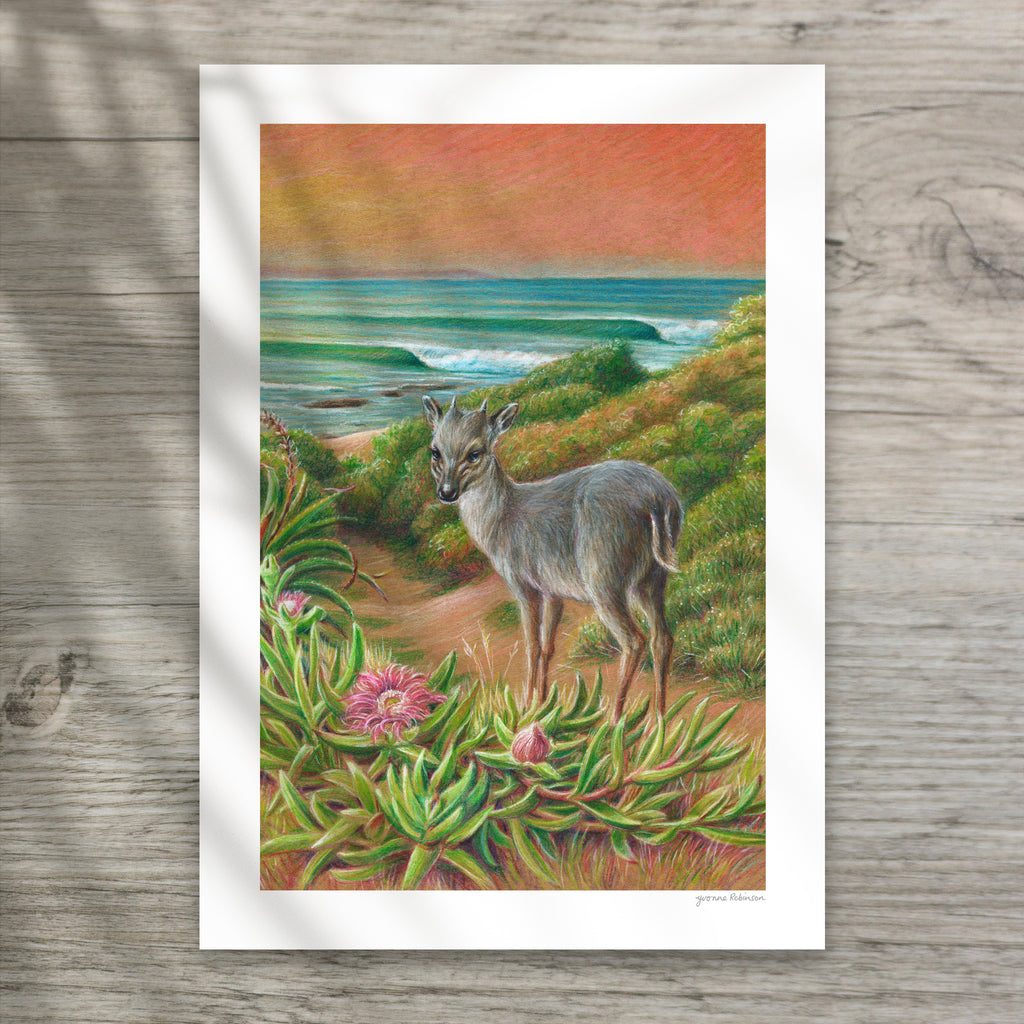 Blue Duiker at Point