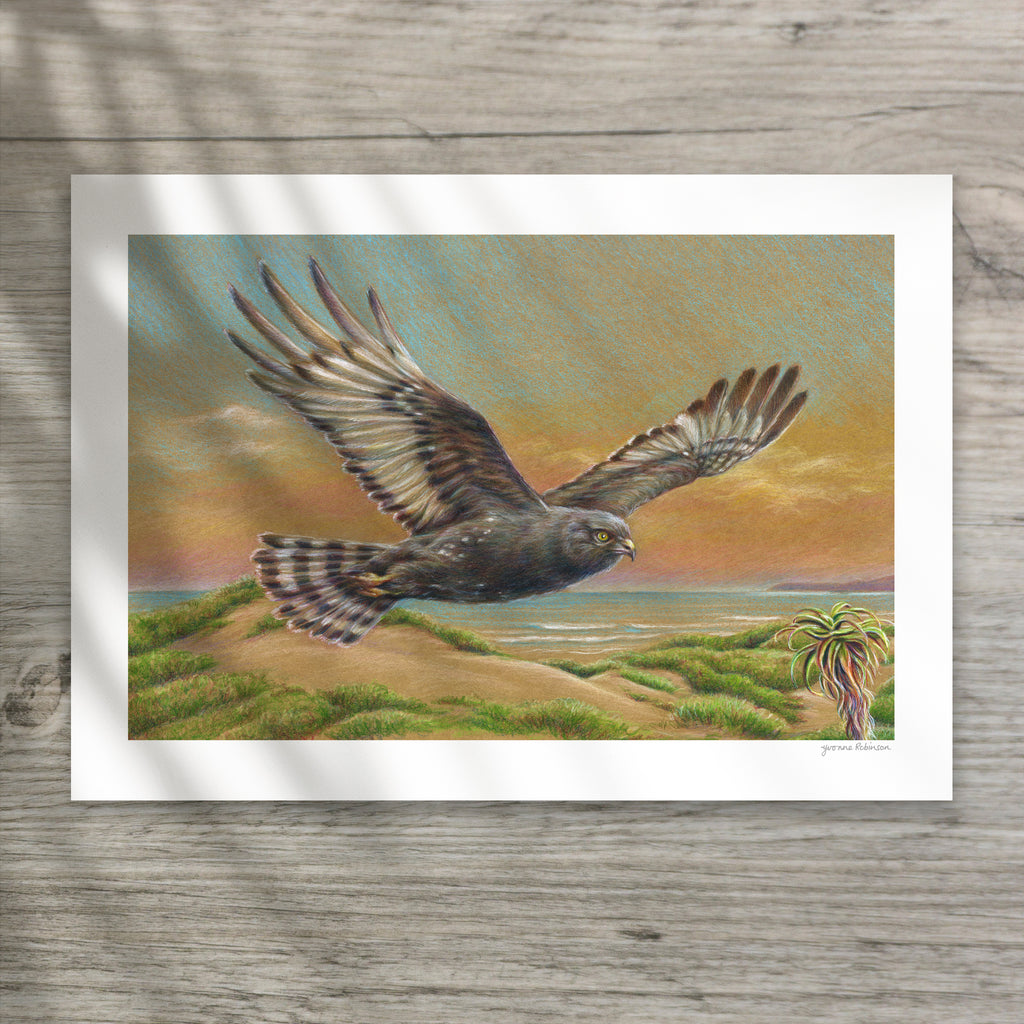 Kabeljous Harrier