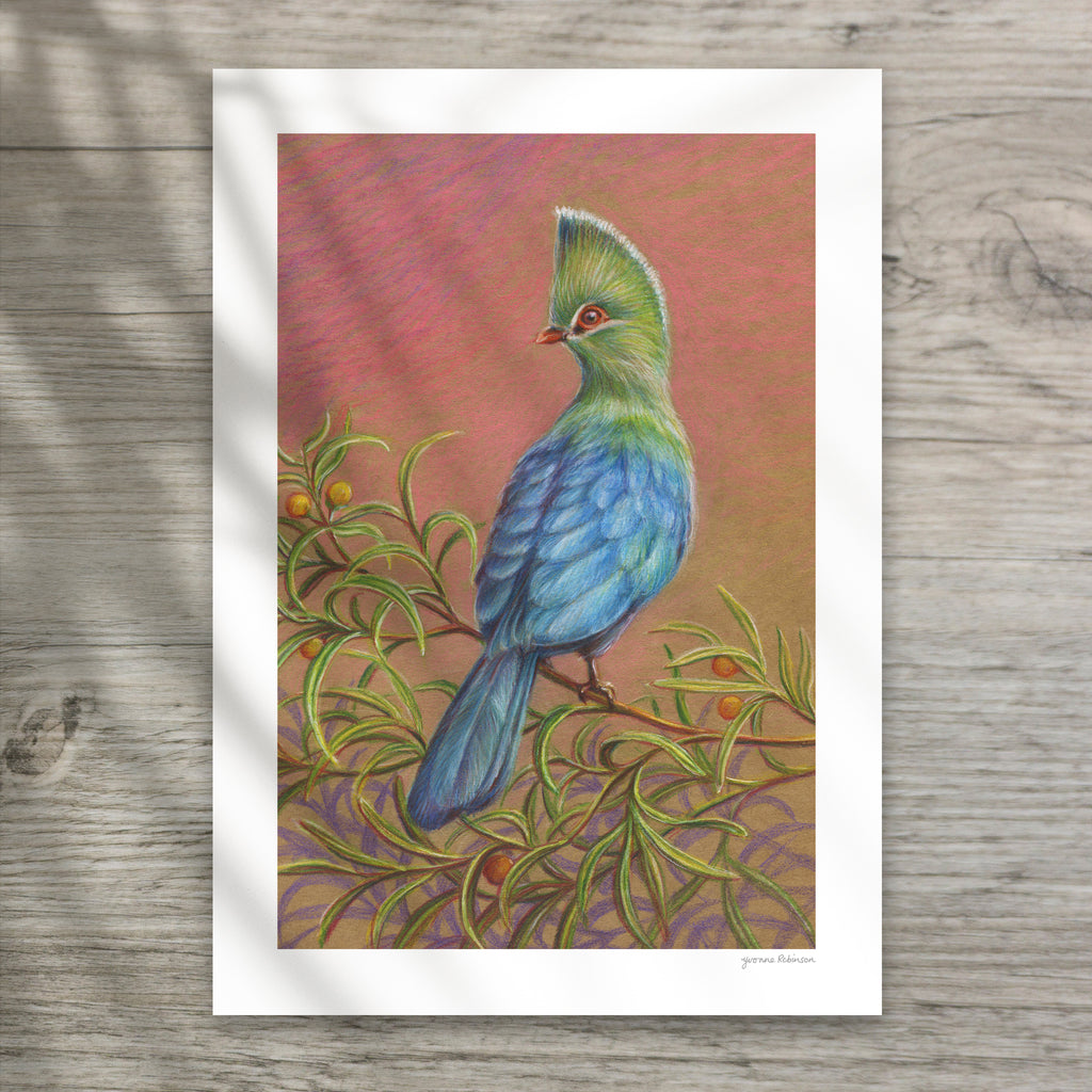 Knysna Loerie Bird