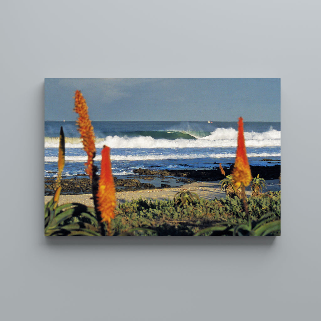Magnatubes Aloes