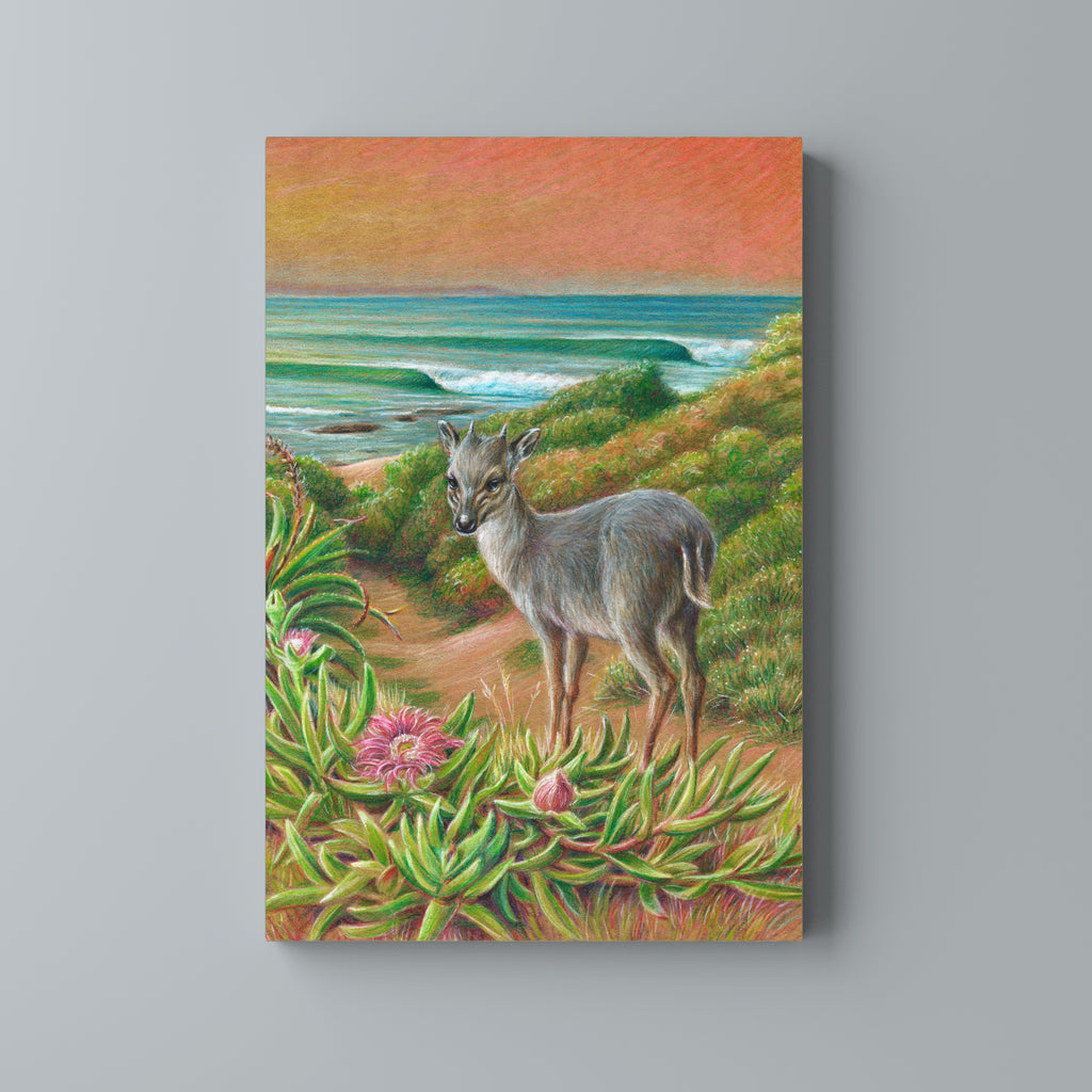 Blue Duiker at Point