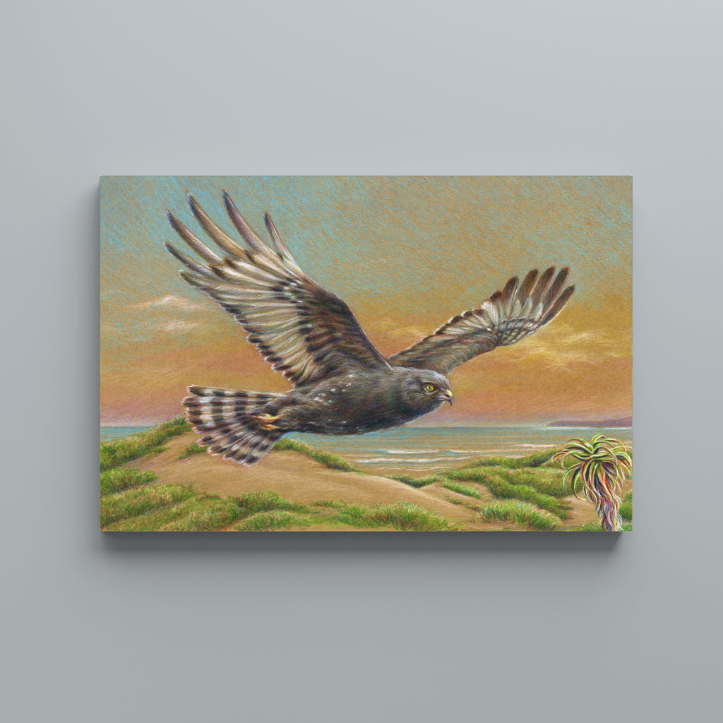 Kabeljous Harrier